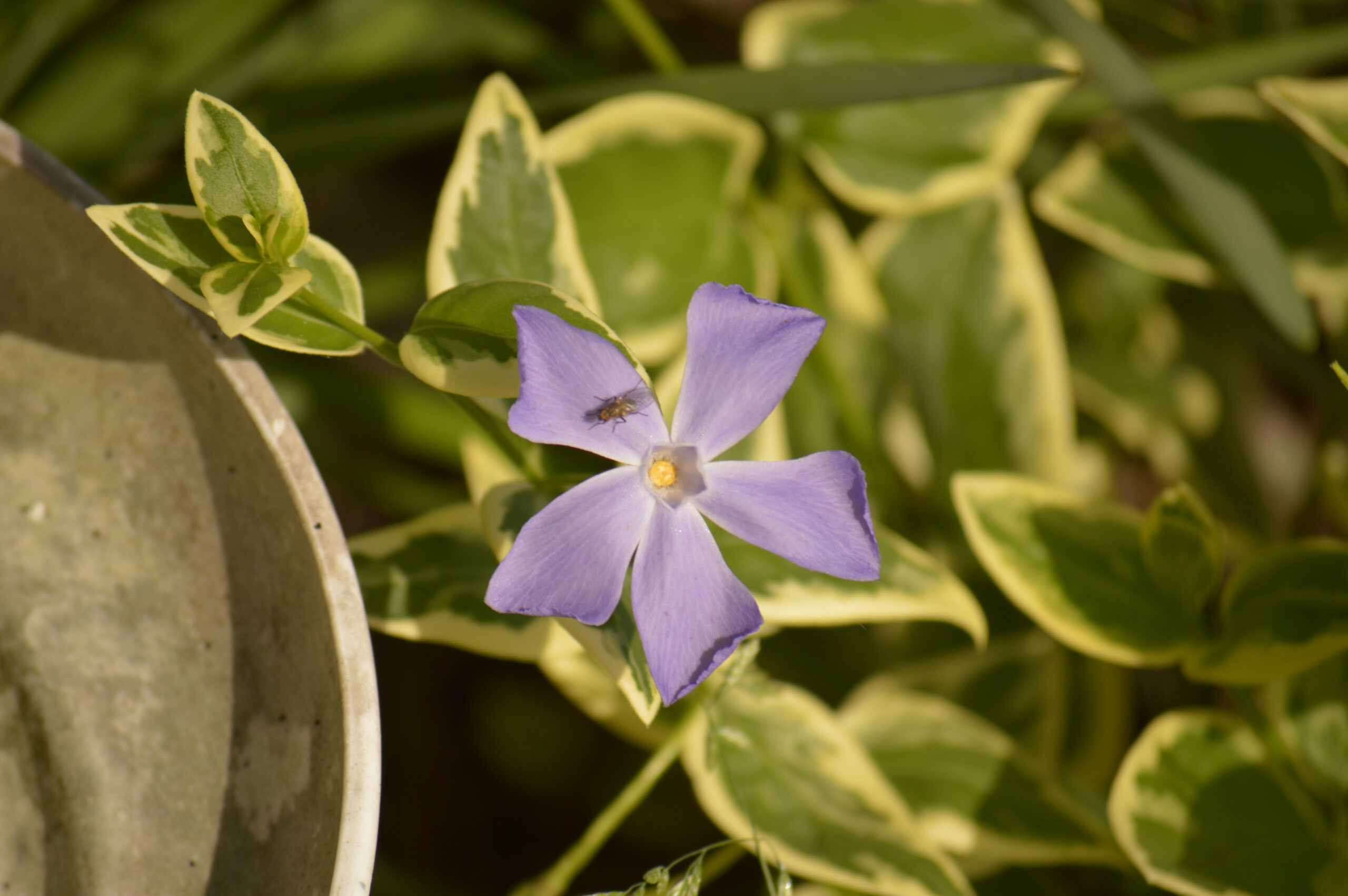 ツルニチニチソウ　2024年4月27日撮影