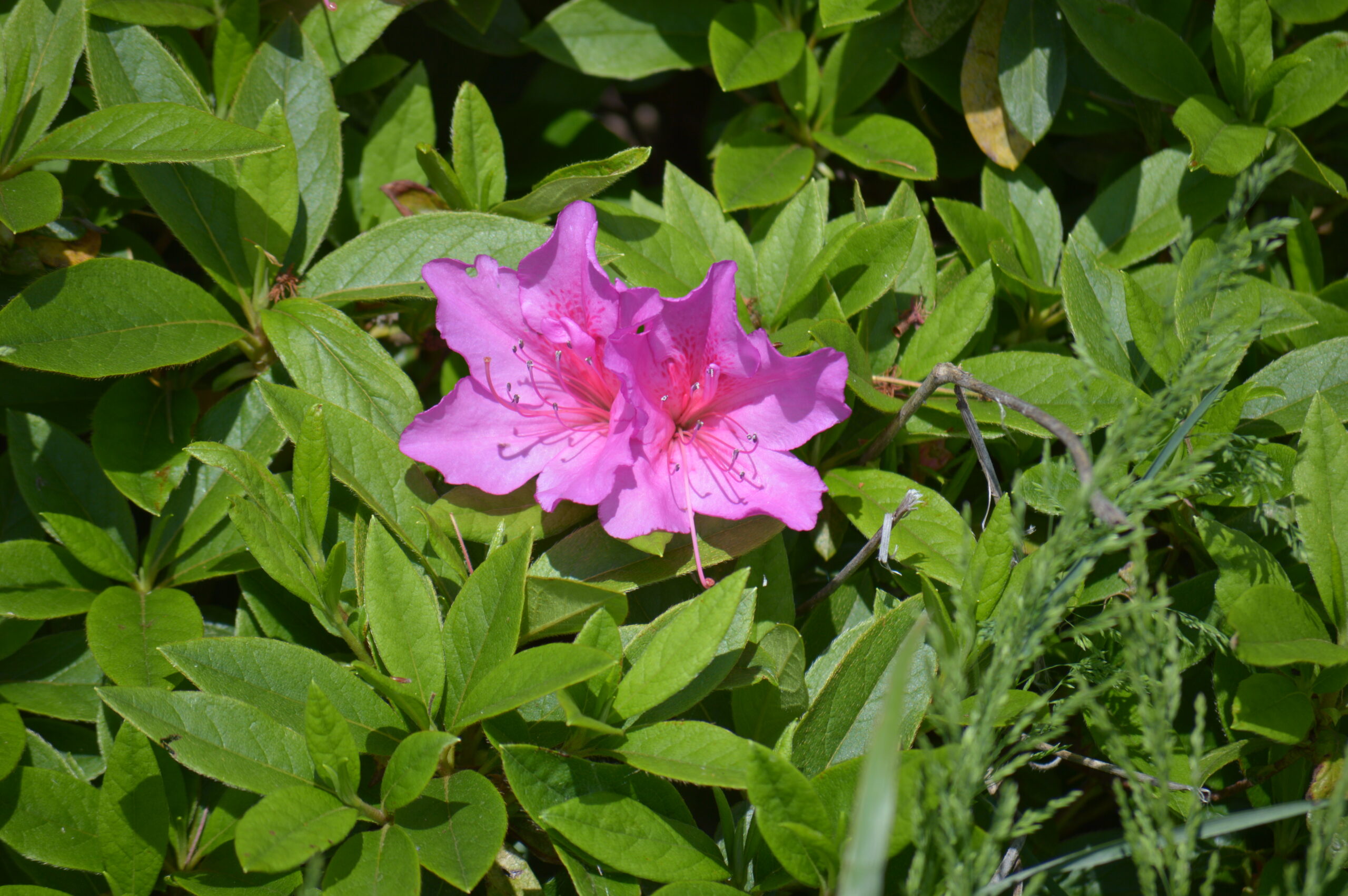 ツツジ　2024年4月27日撮影