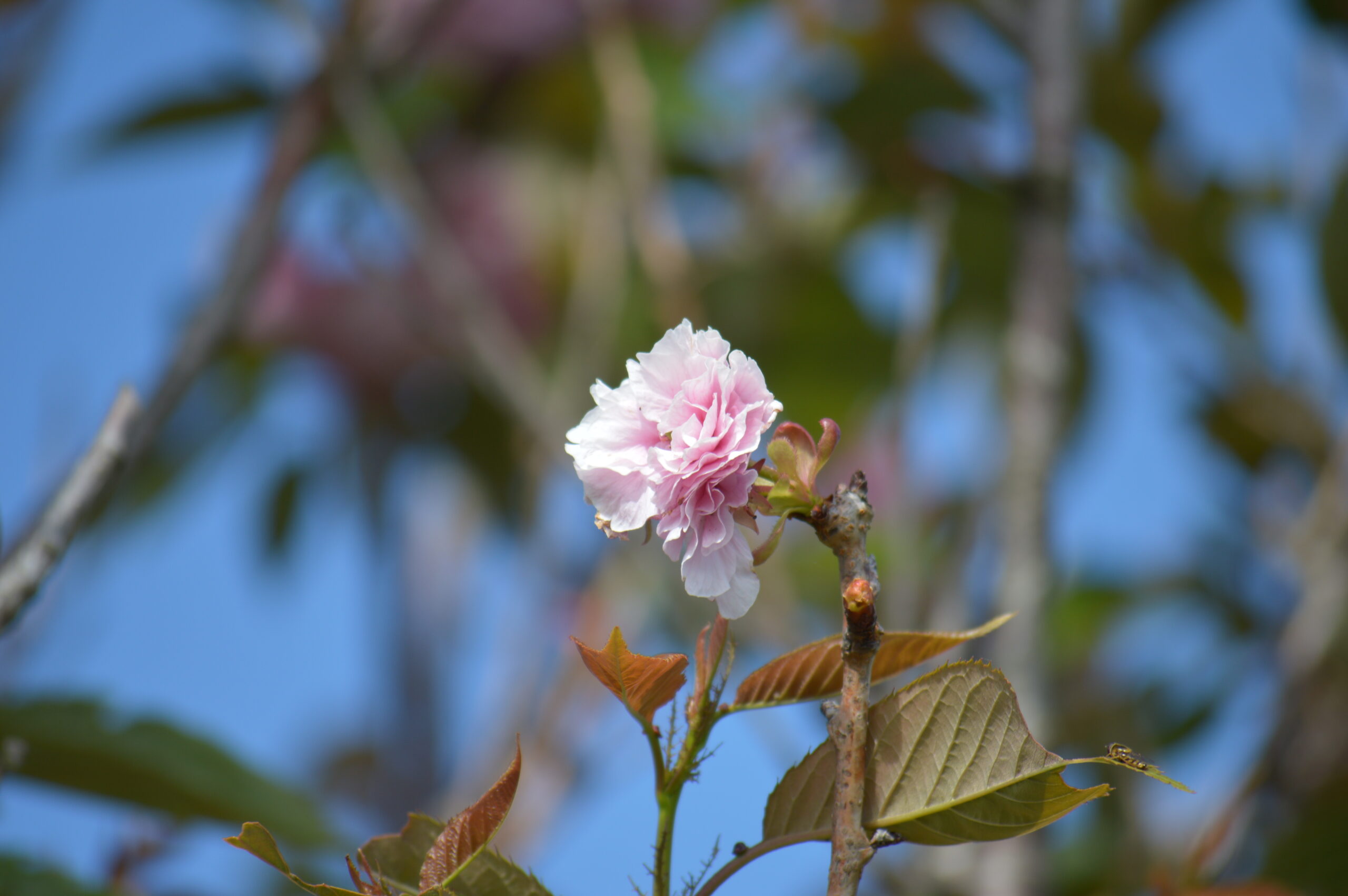 八重桜　2024年4月27日撮影
