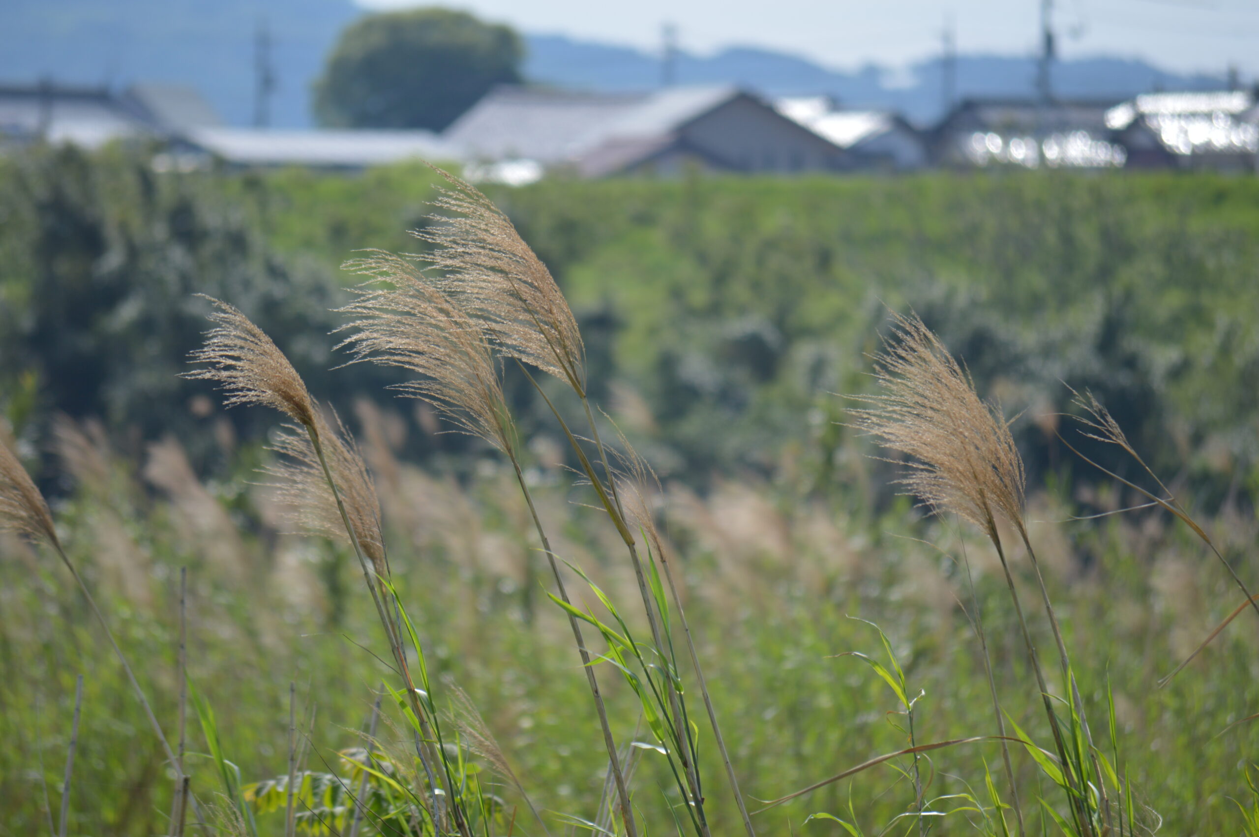 葦　2024年4月27日撮影