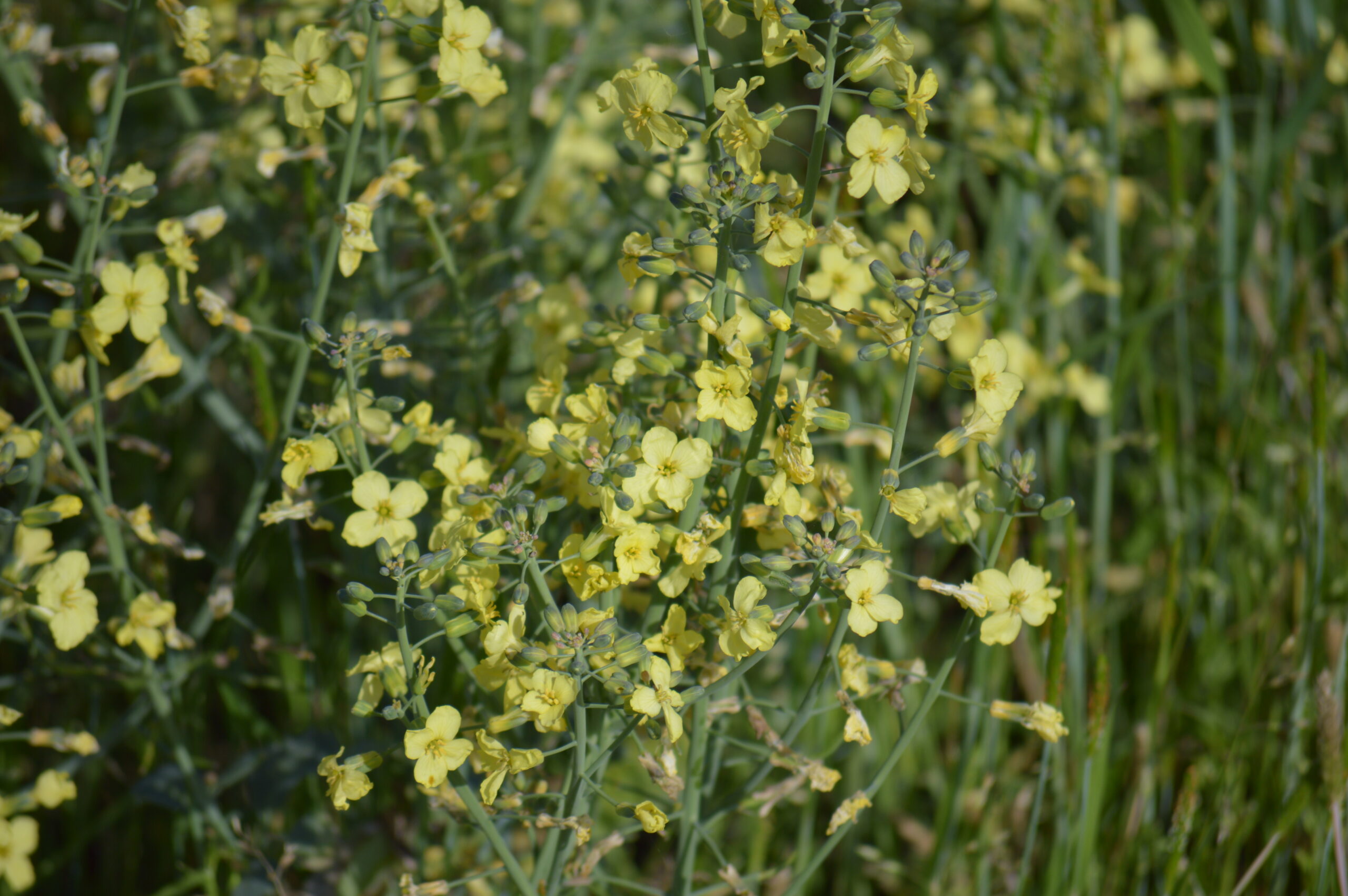 菜の花　2024年4月27日撮影