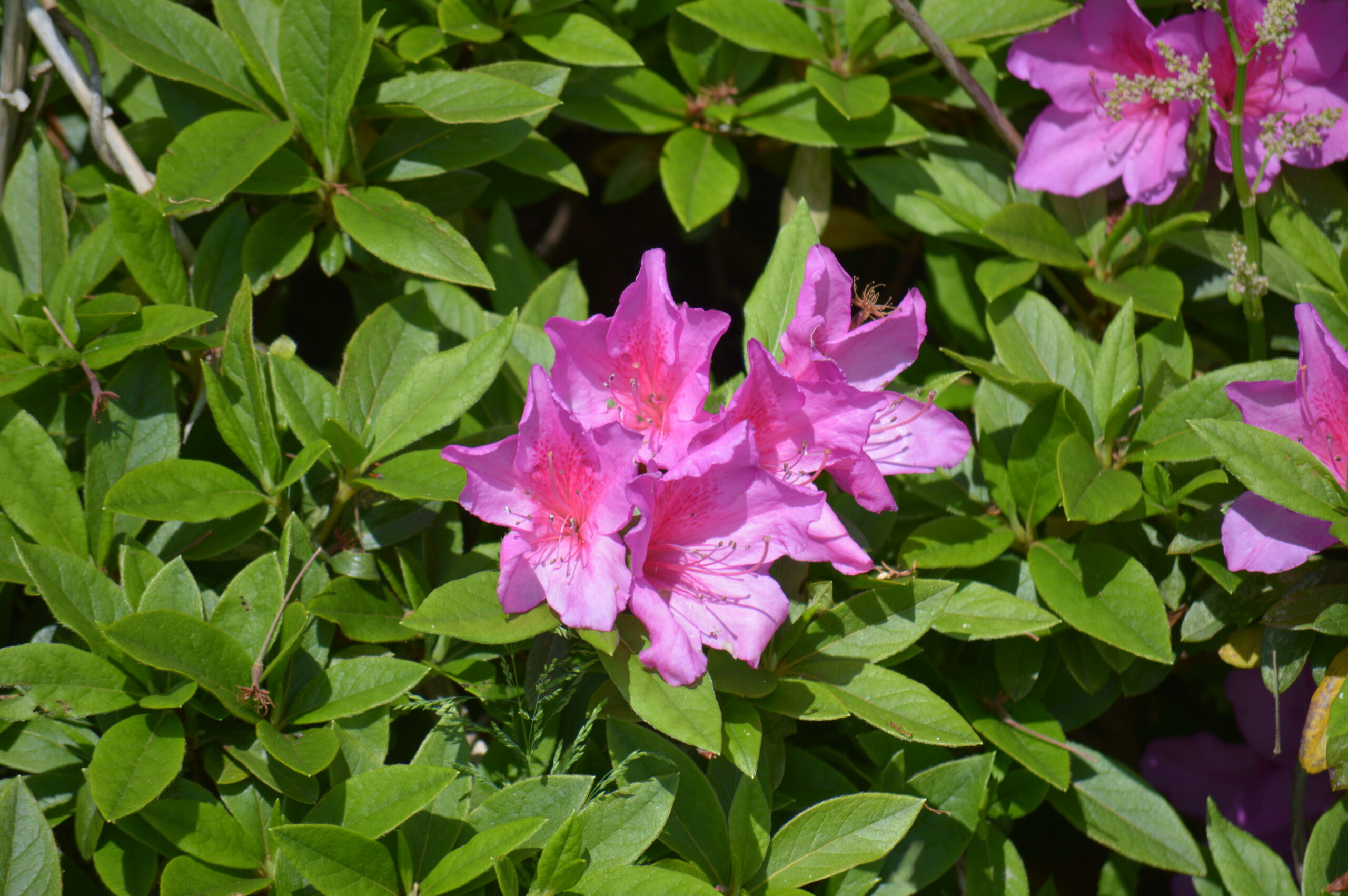 ツツジ　2024年4月27日撮影