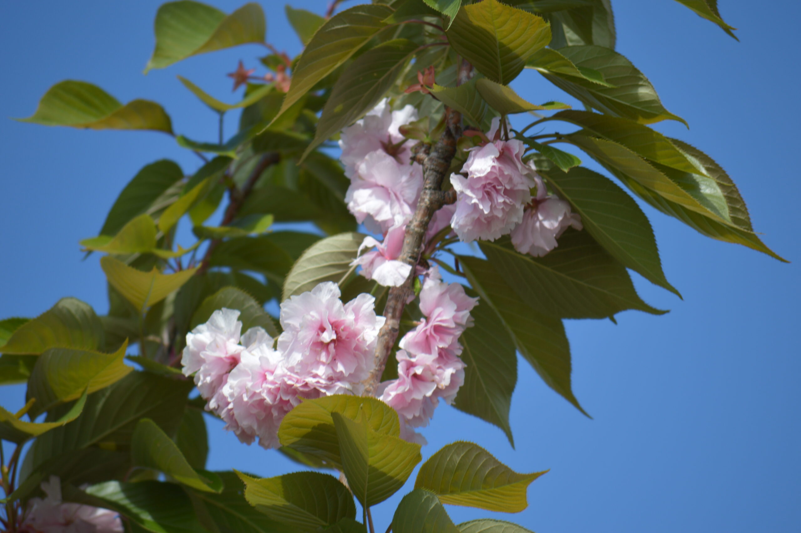 八重桜　2024年4月27日撮影