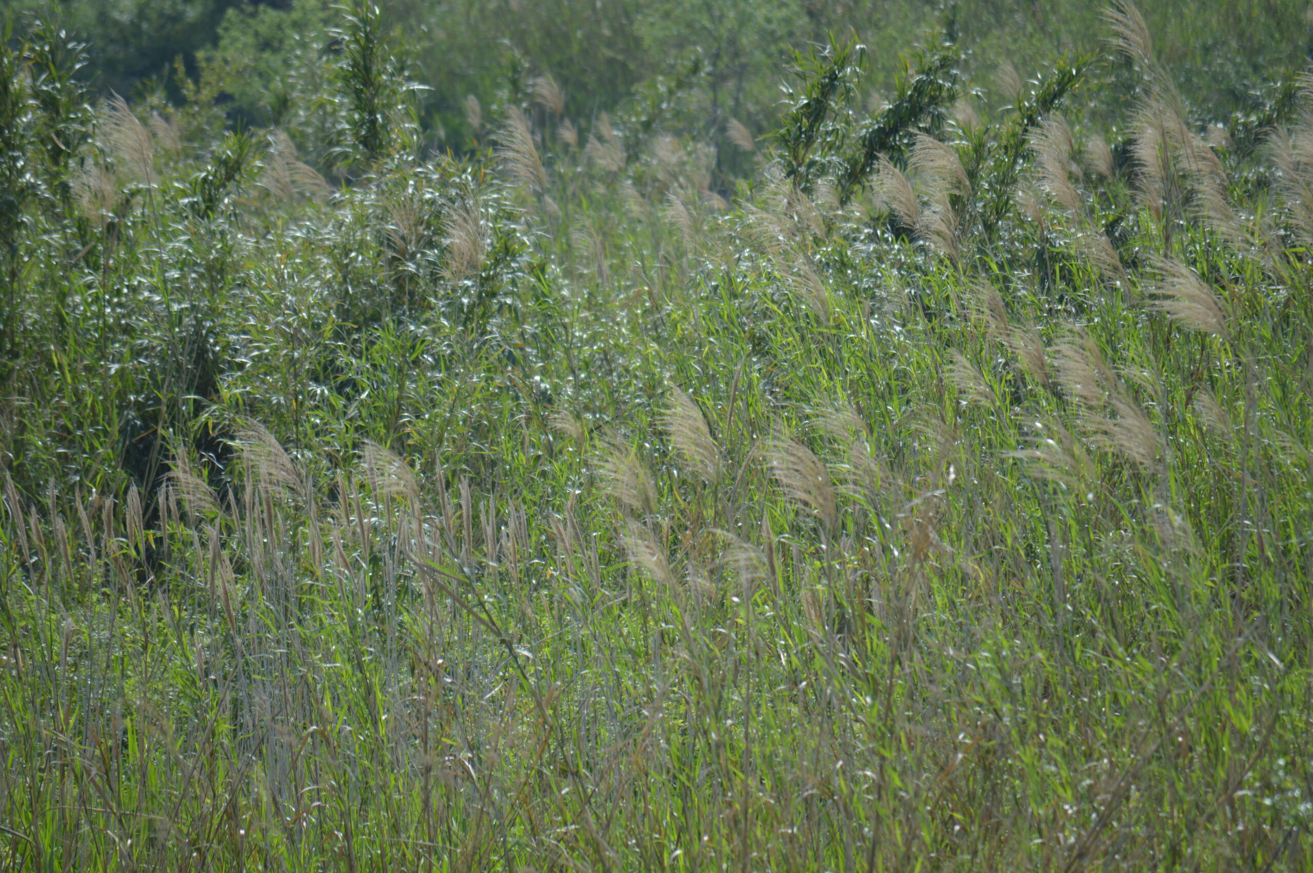 葦　2024年4月27日撮影