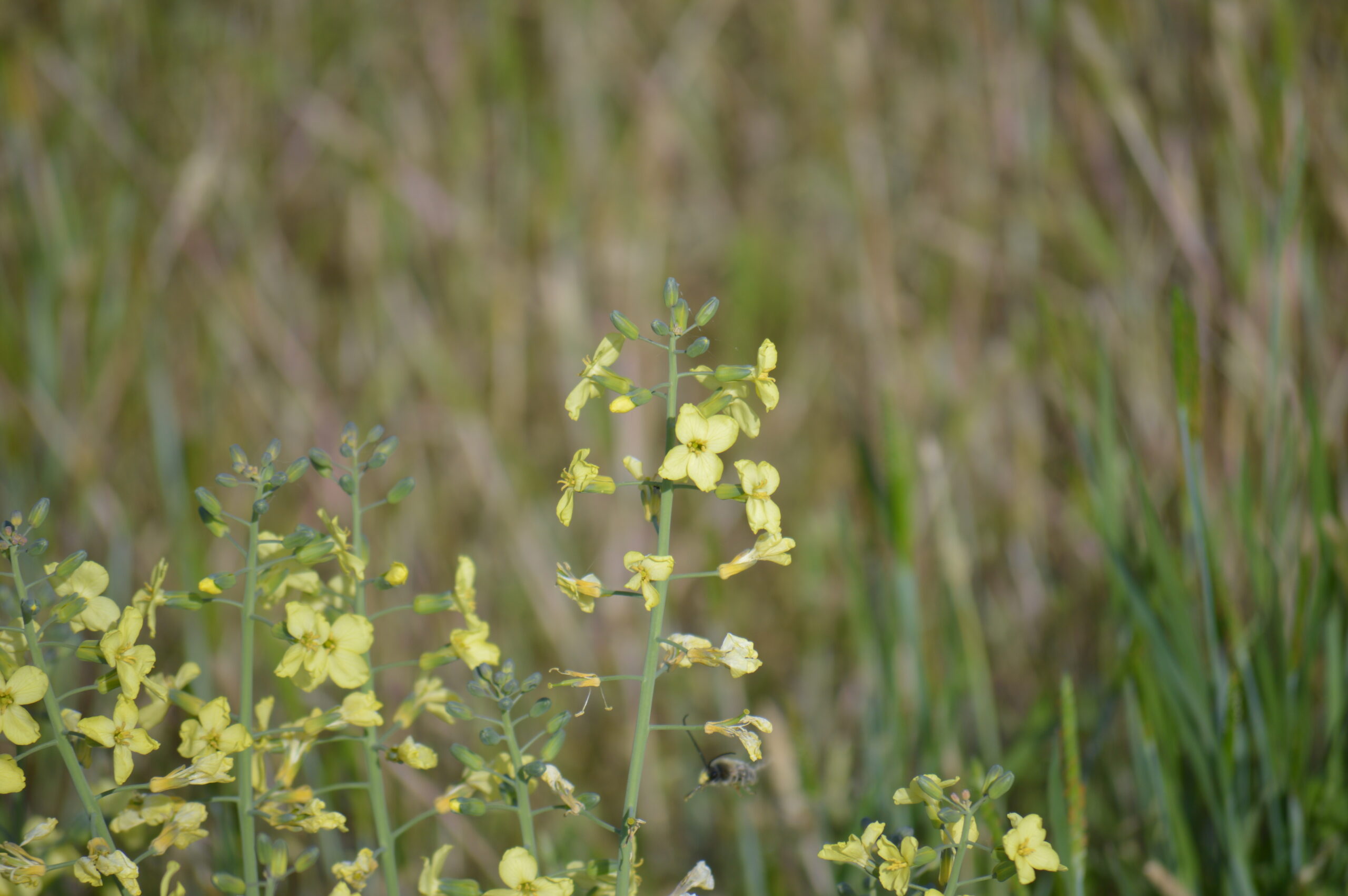 菜の花　2024年4月27日撮影
