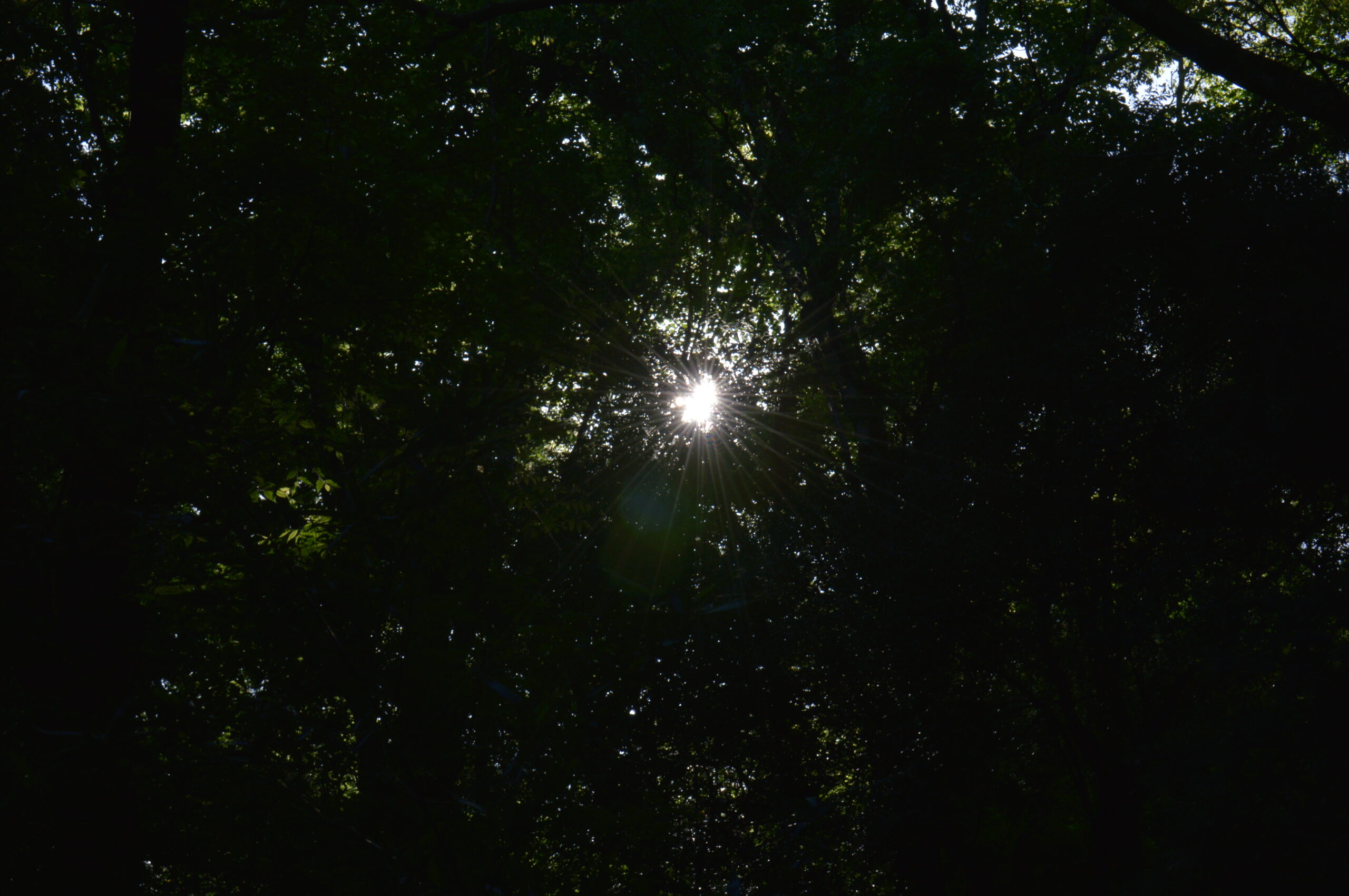 木漏れ日　2024年4月28日撮影