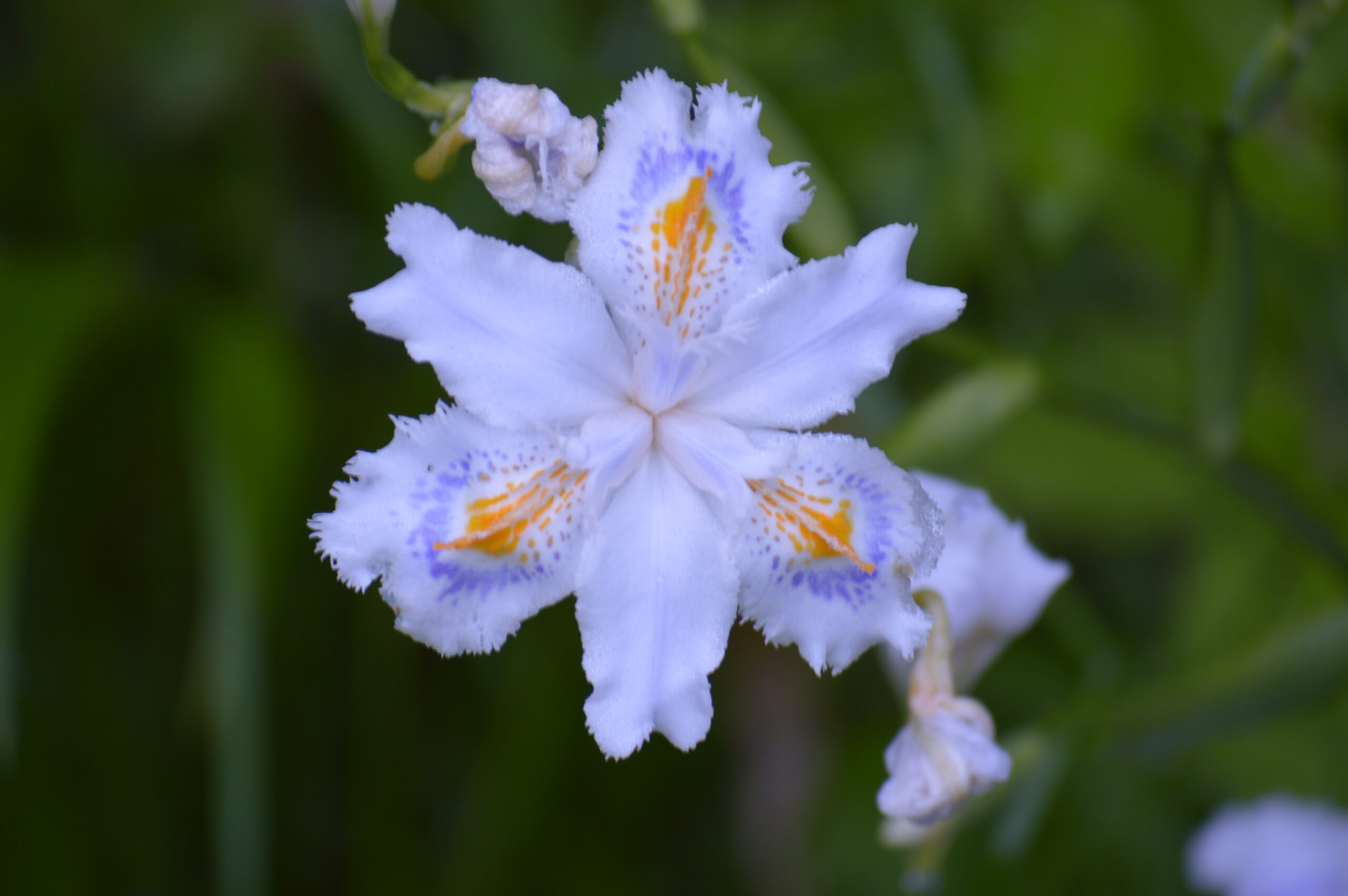 シャガ　2024年4月28日撮影