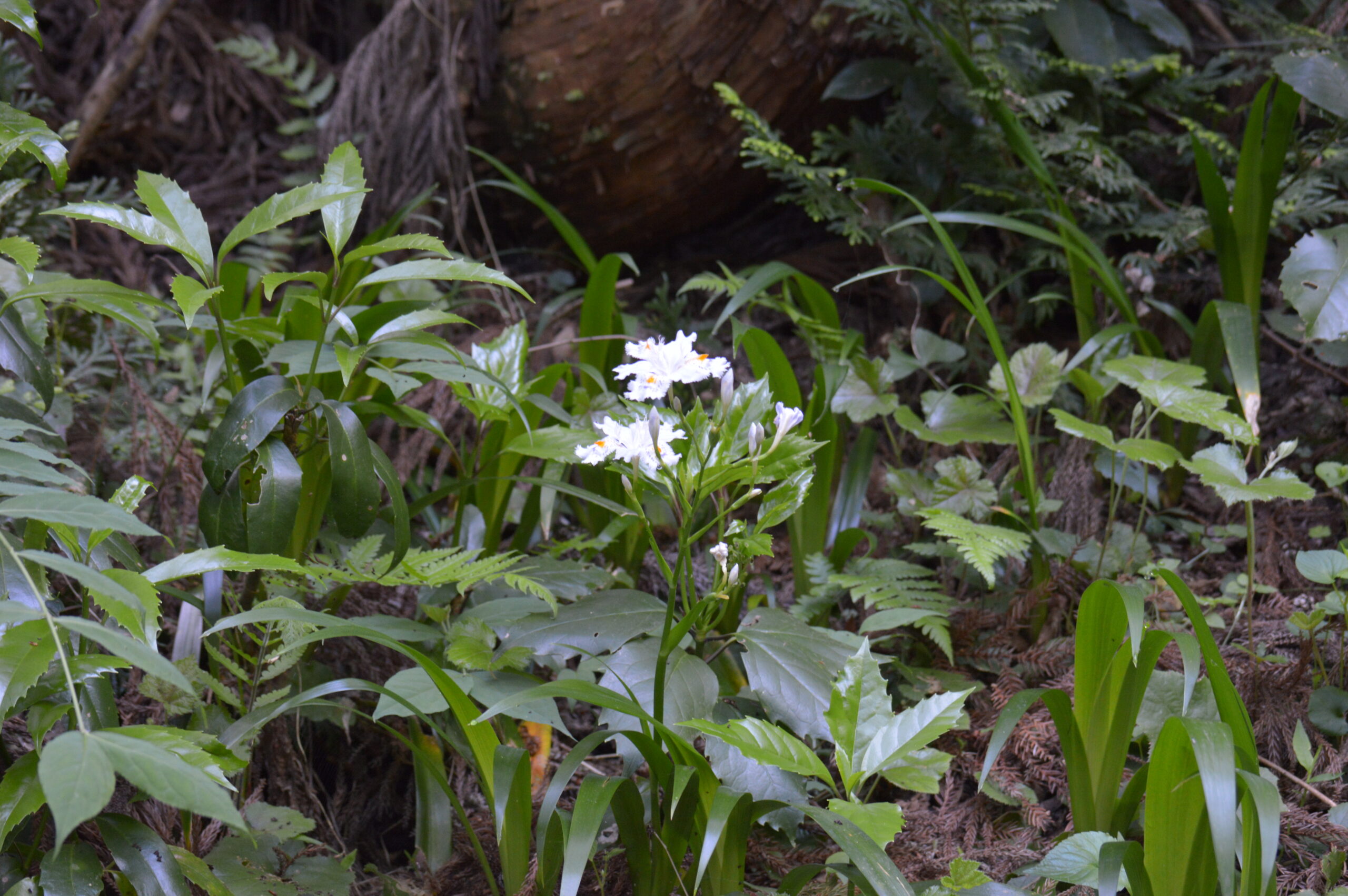 シャガ　2024年4月28日撮影