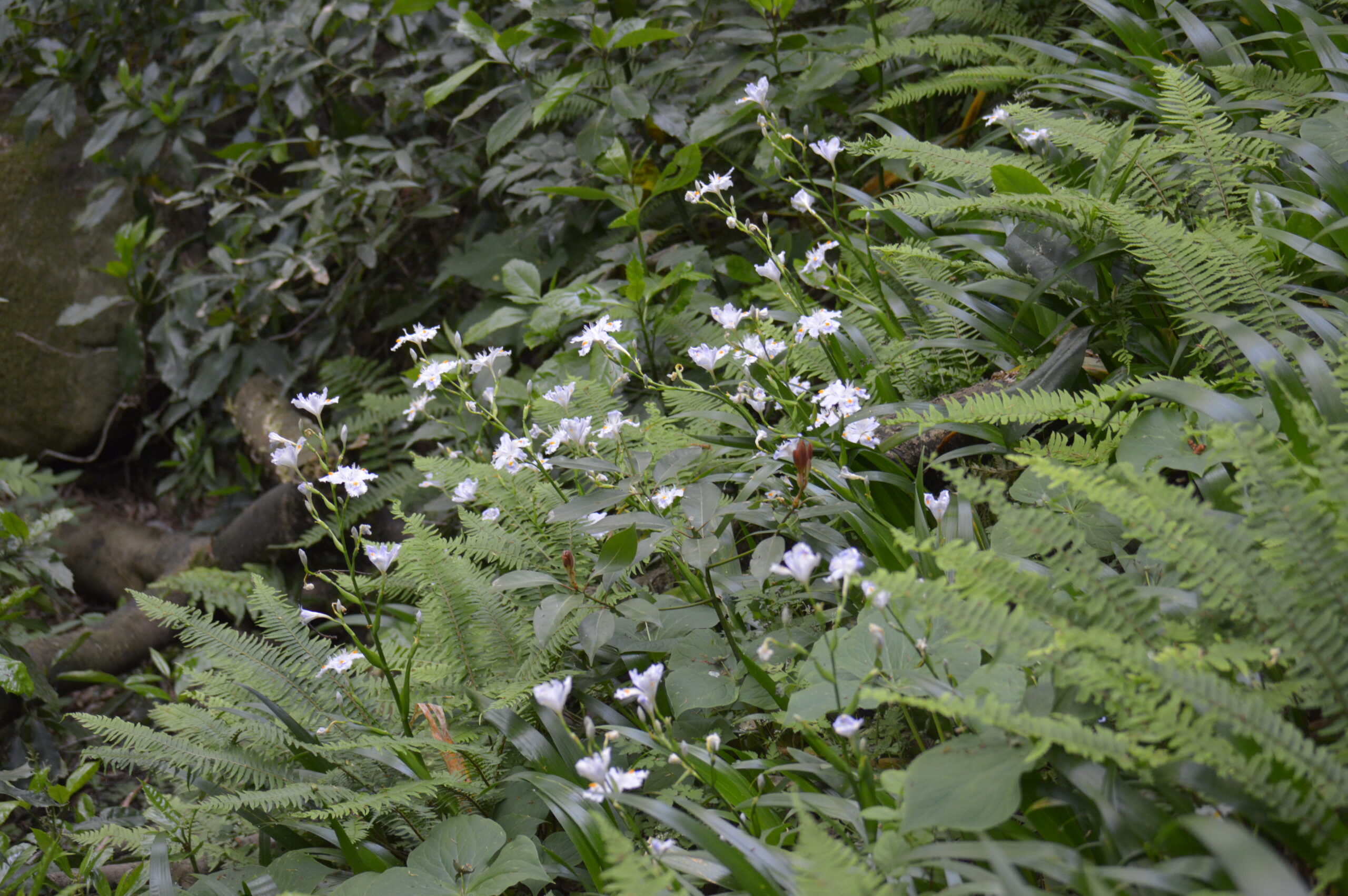 シャガ　2024年4月28日撮影