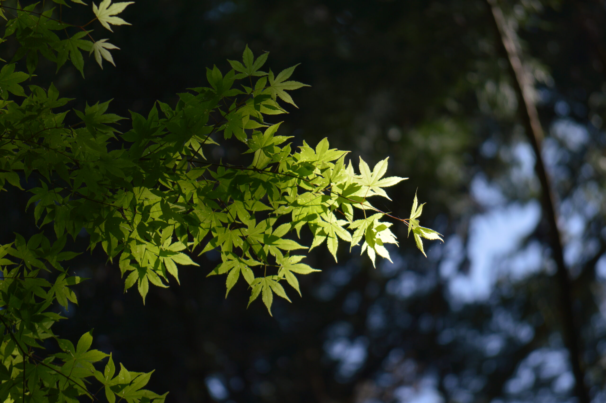青もみじ　2024年4月28日撮影