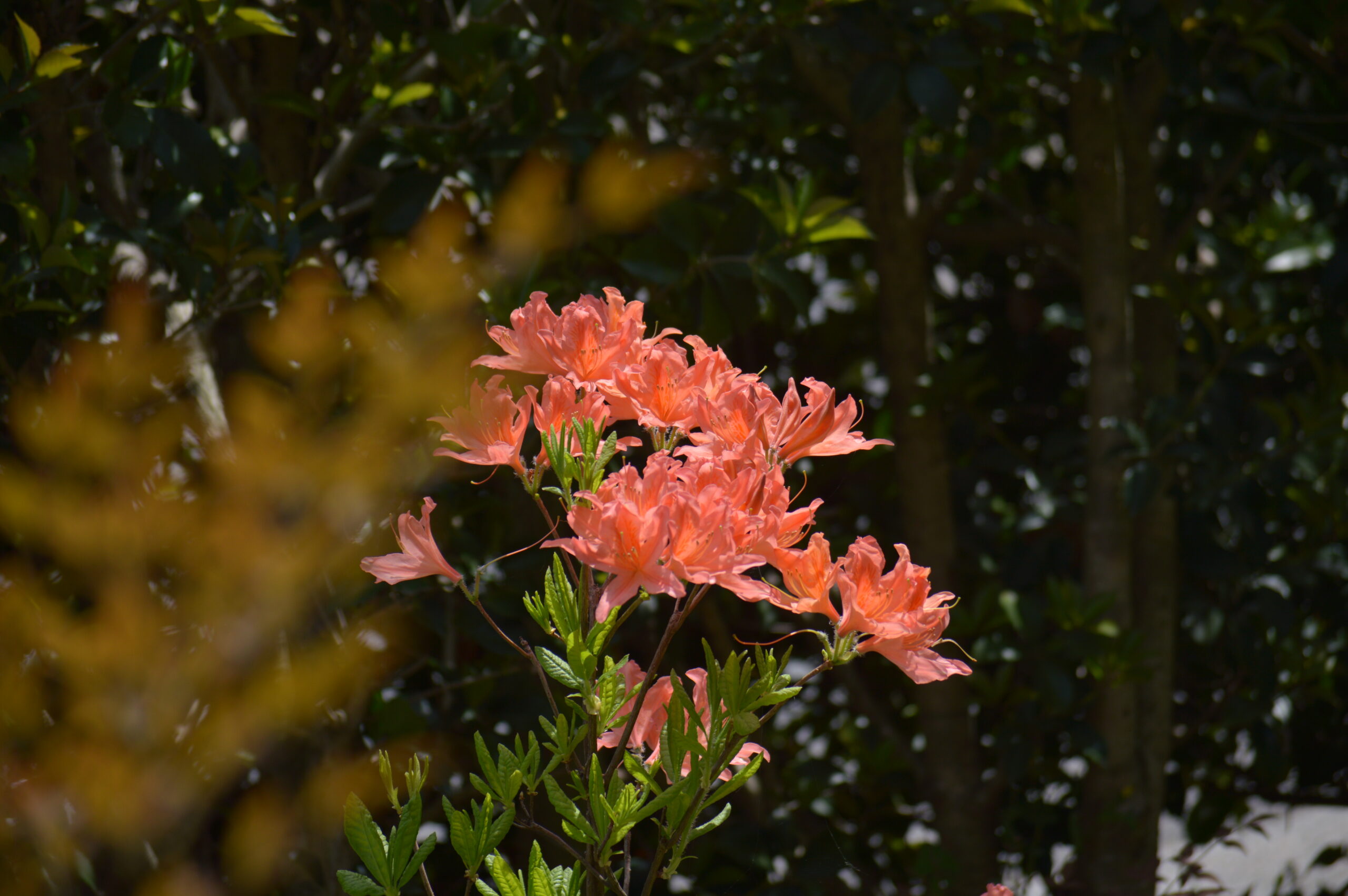 レンゲツツジ　2024年4月28日撮影