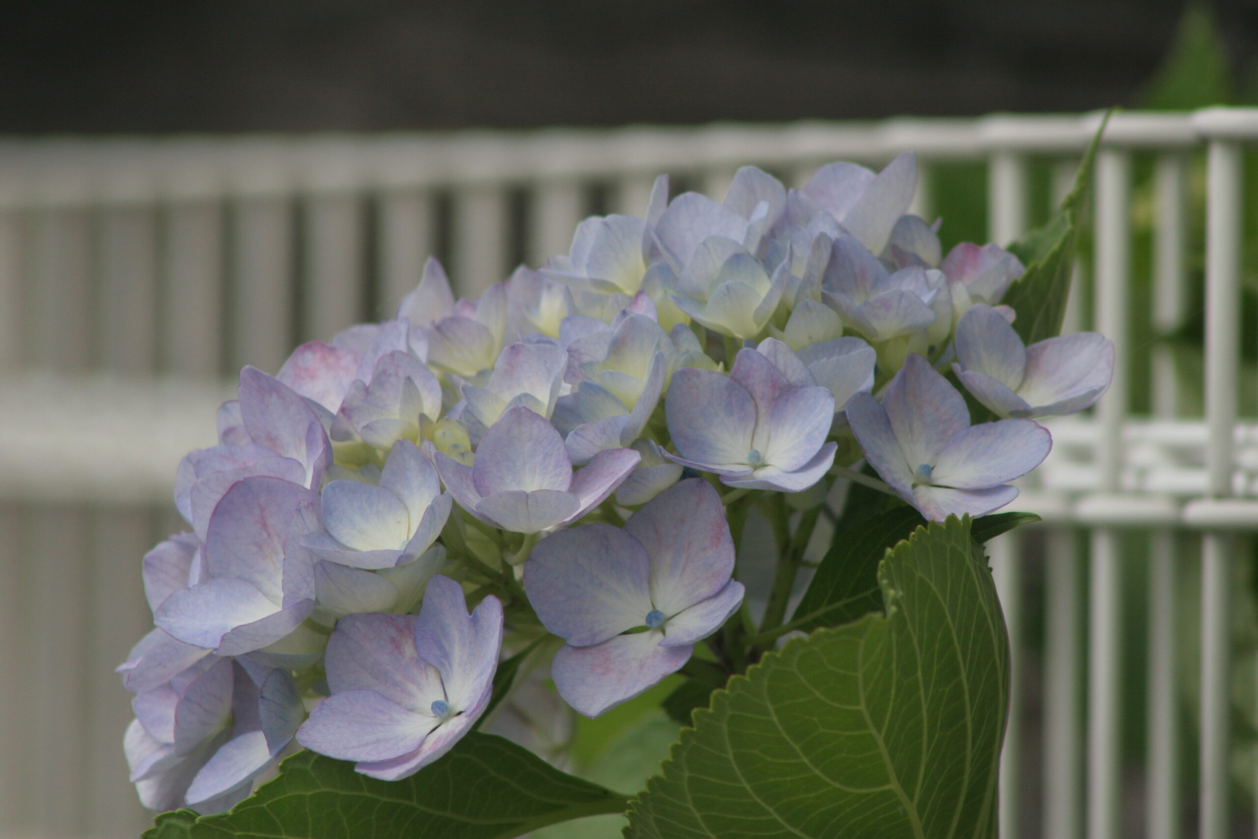 紫陽花　2026年6月5日撮影