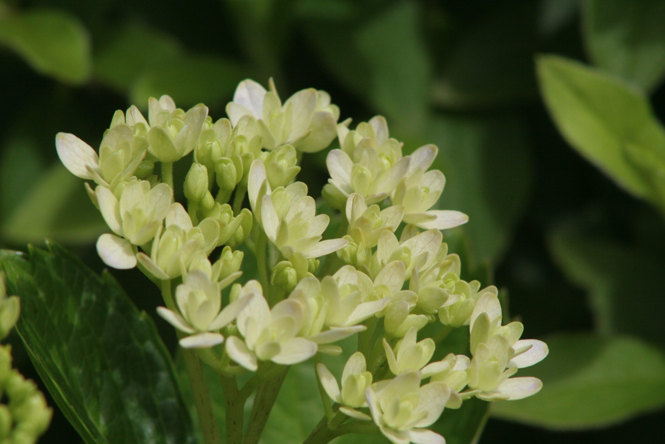 紫陽花　2026年6月5日撮影