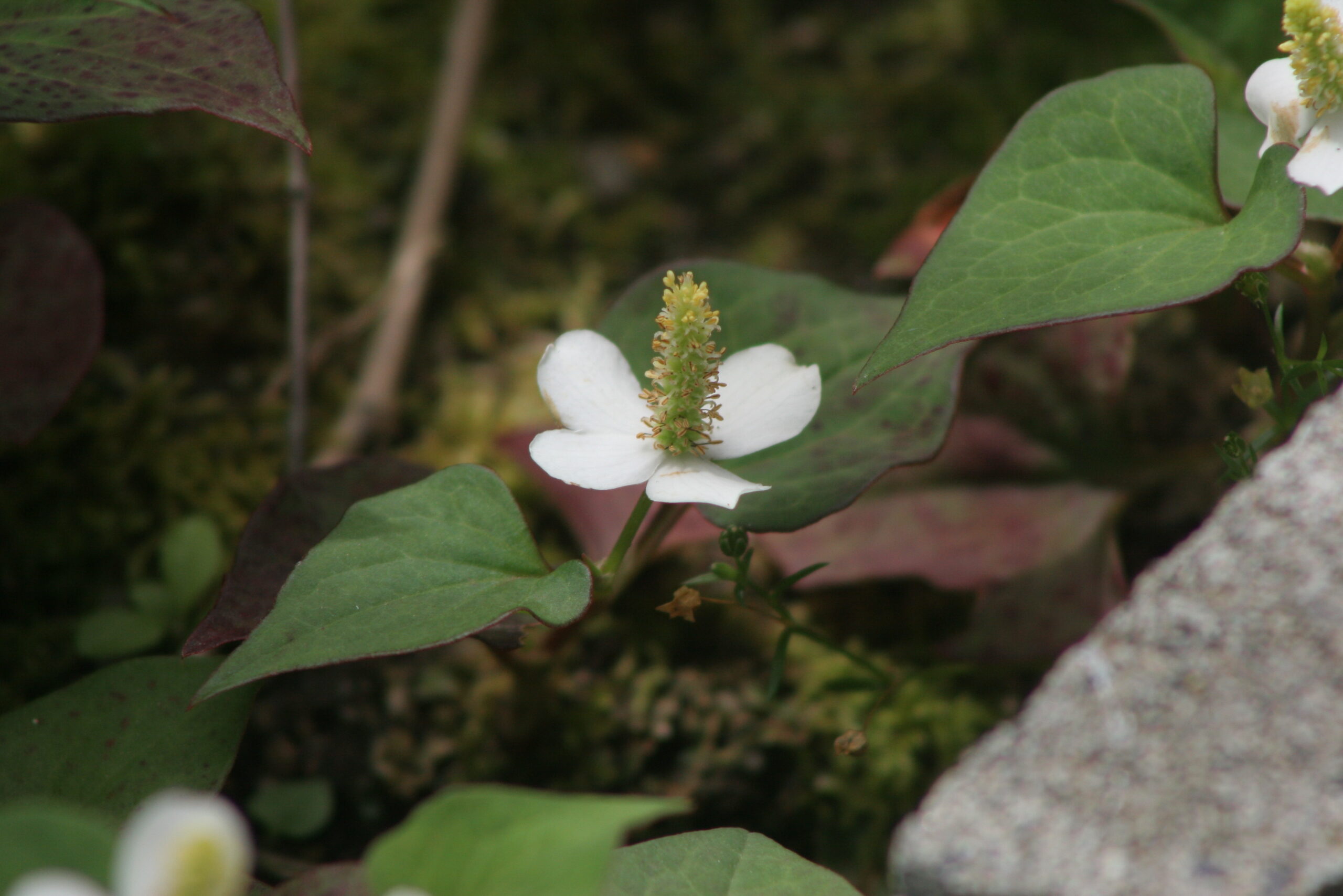 ドクダミの花　2026年6月5日撮影