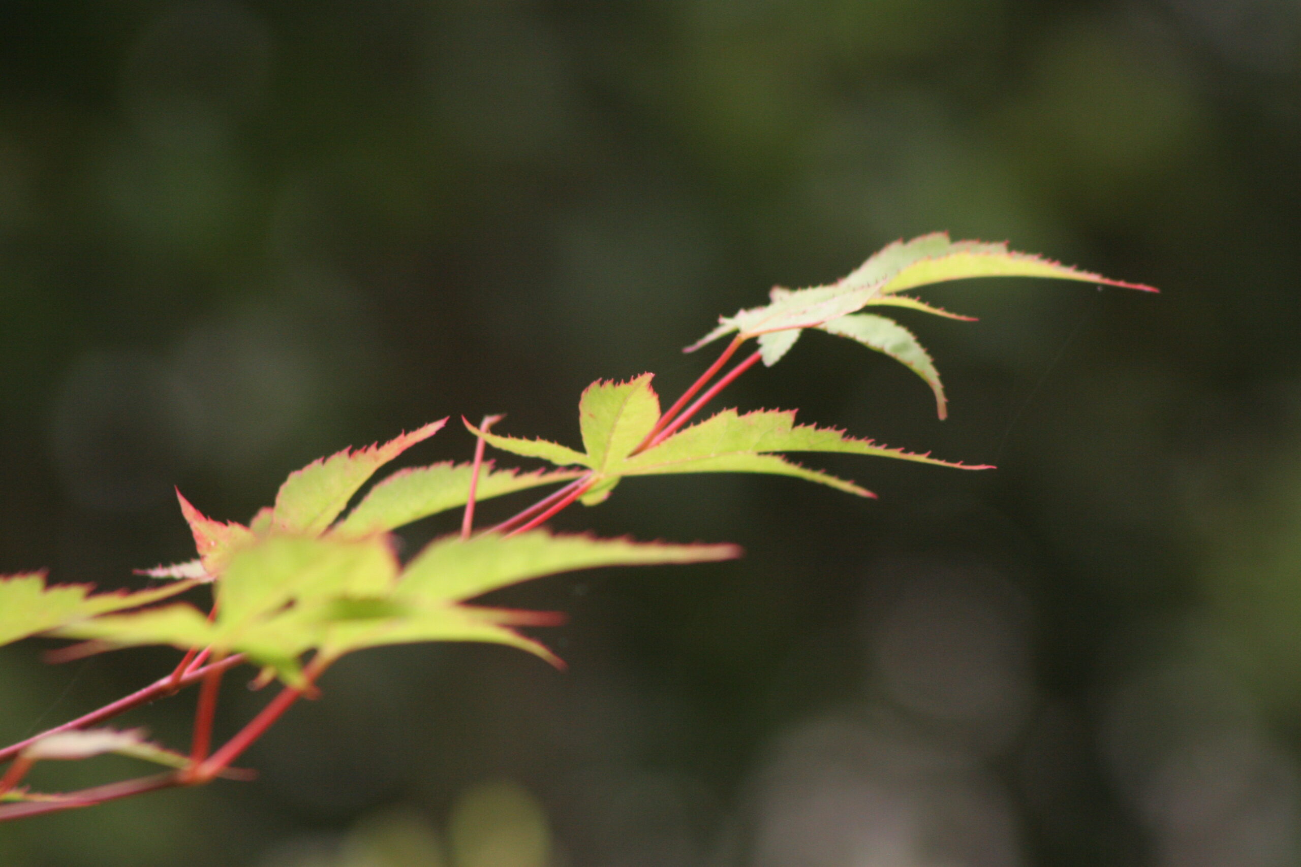 紅葉　2026年6月5日撮影