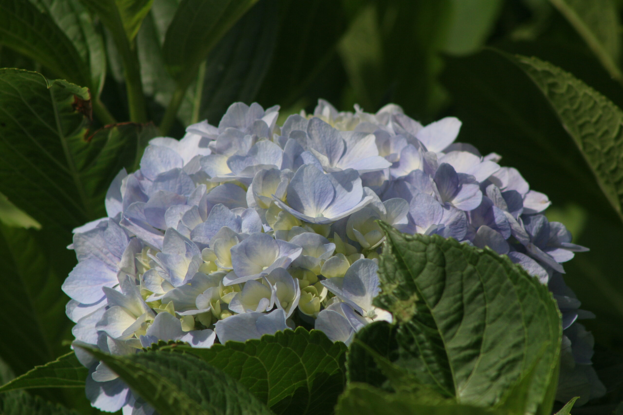 紫陽花　2026年6月5日撮影