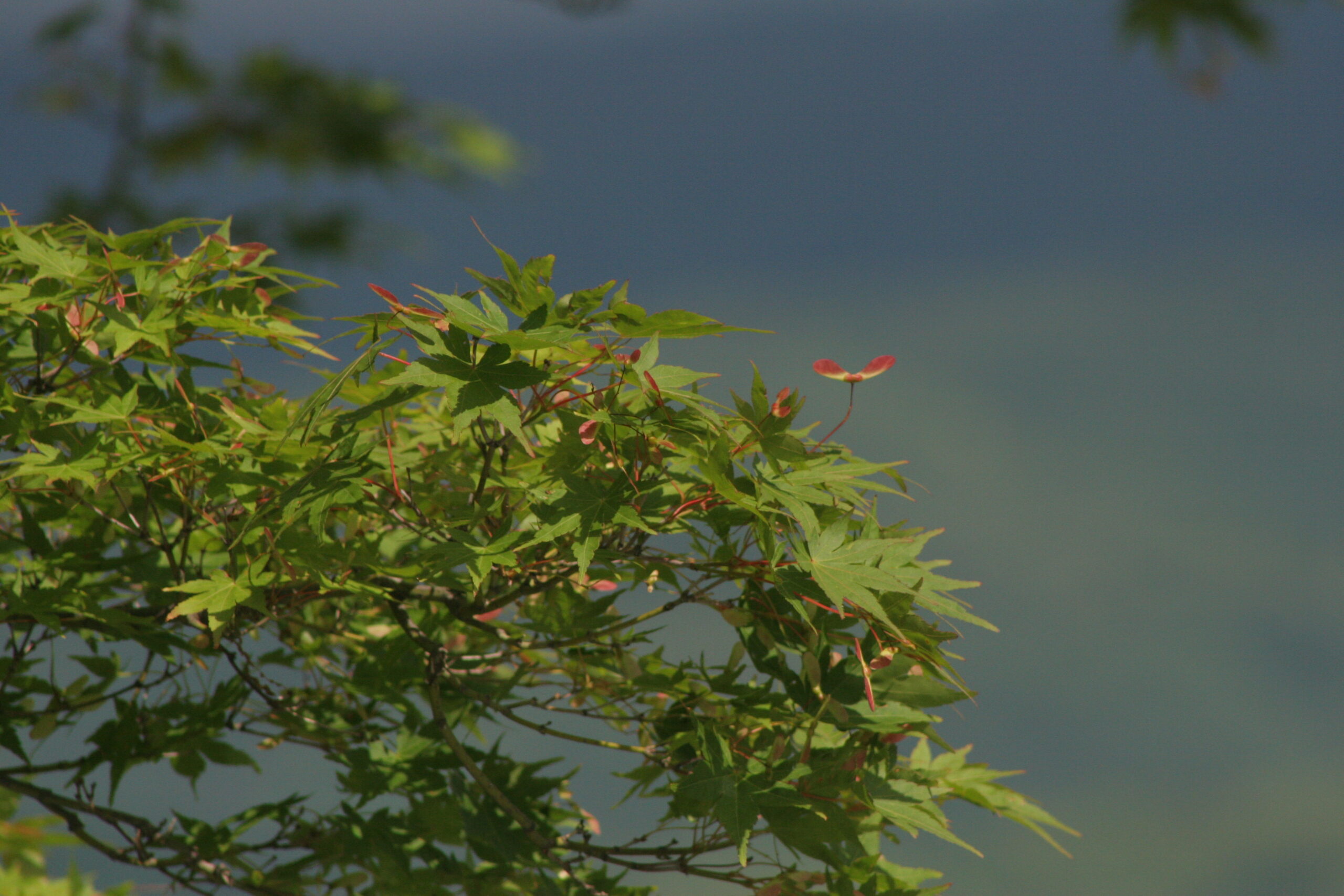 紅葉　2026年6月5日撮影