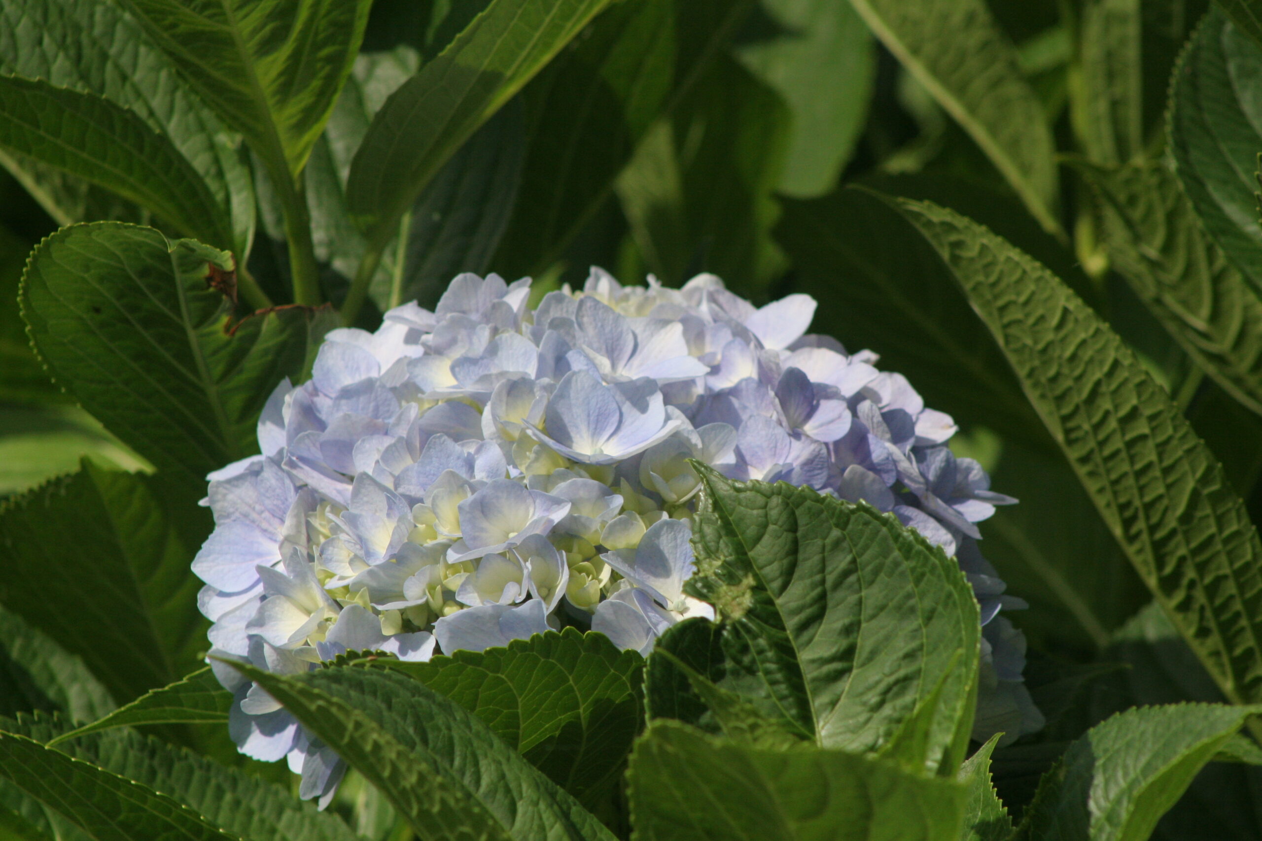 紫陽花　2026年6月5日撮影