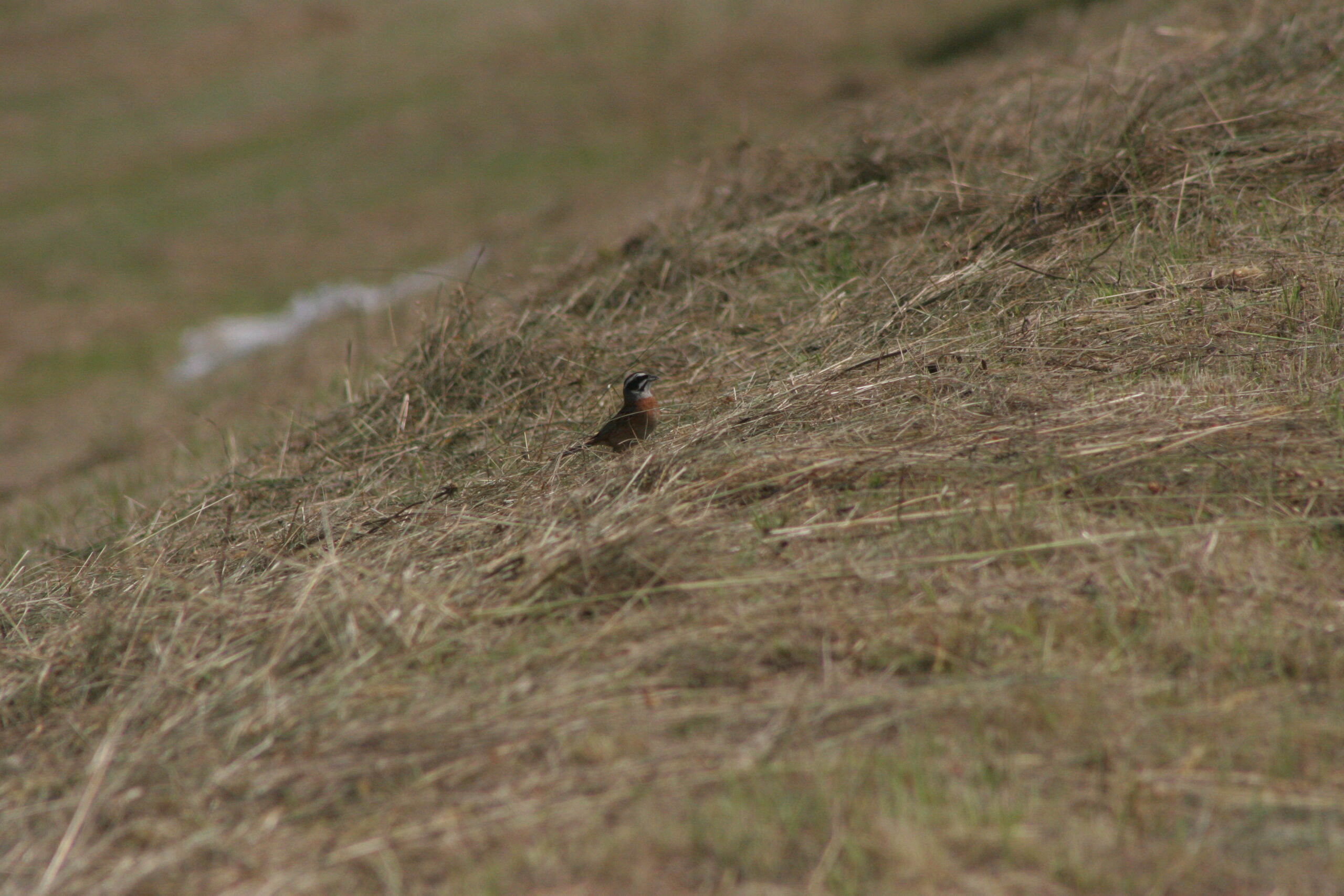 ホオジロ　2026年6月6日撮影