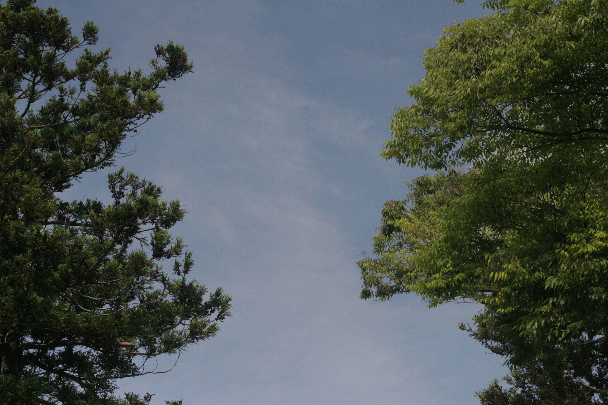 空　2026年6月6日撮影