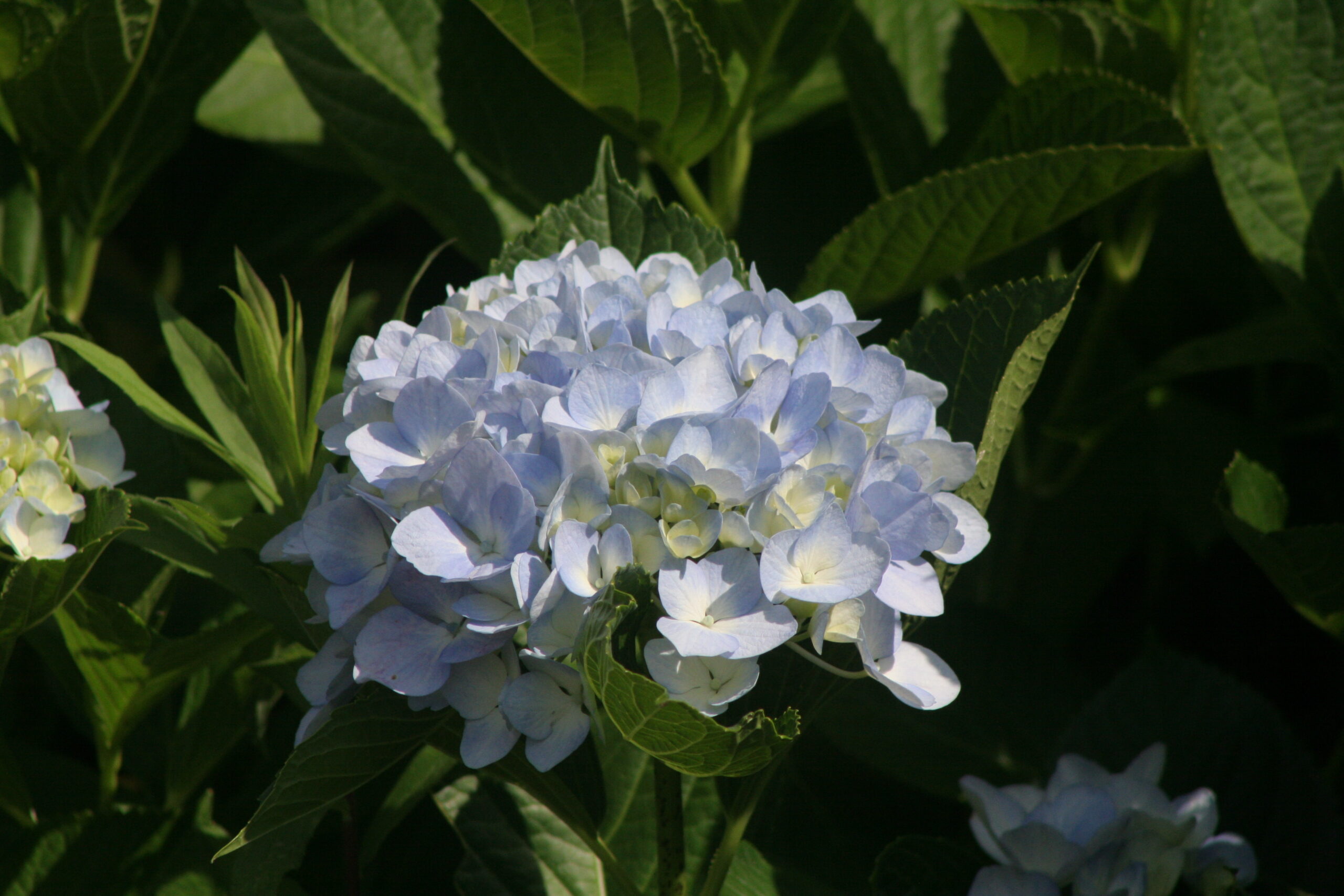 紫陽花　2026年6月5日撮影