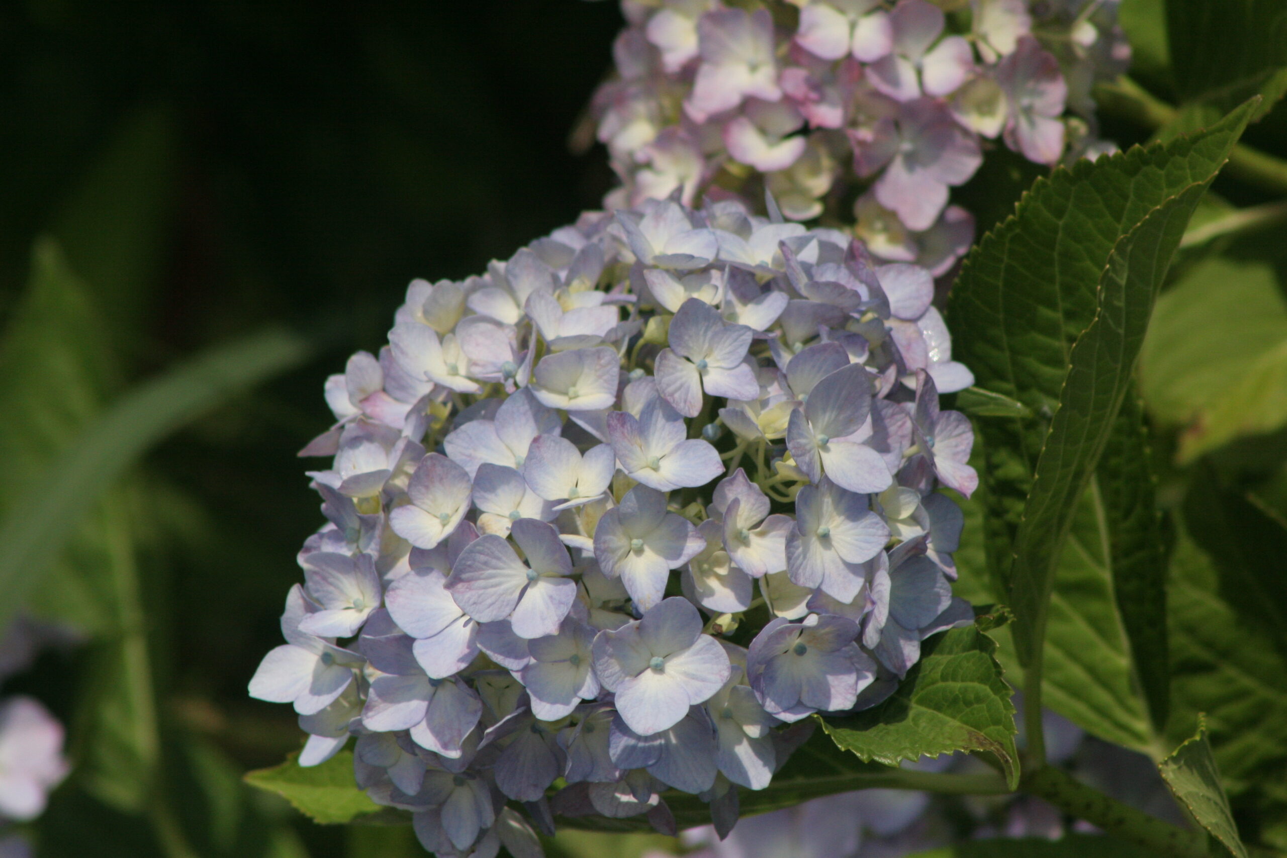 紫陽花　2026年6月5日撮影