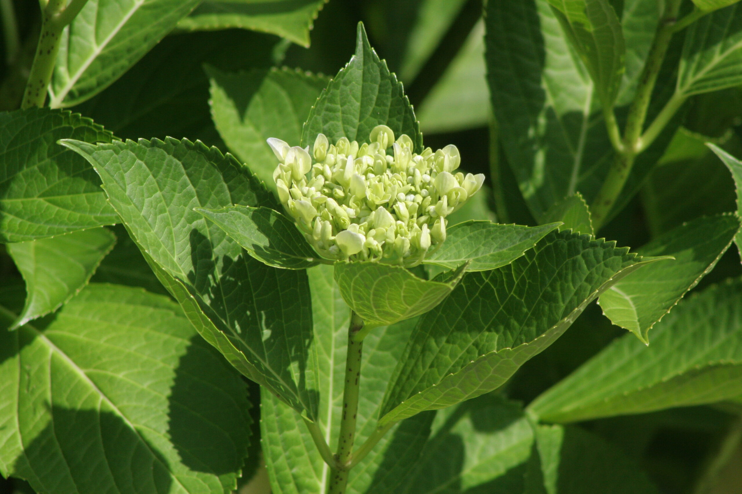 紫陽花　2026年6月5日撮影