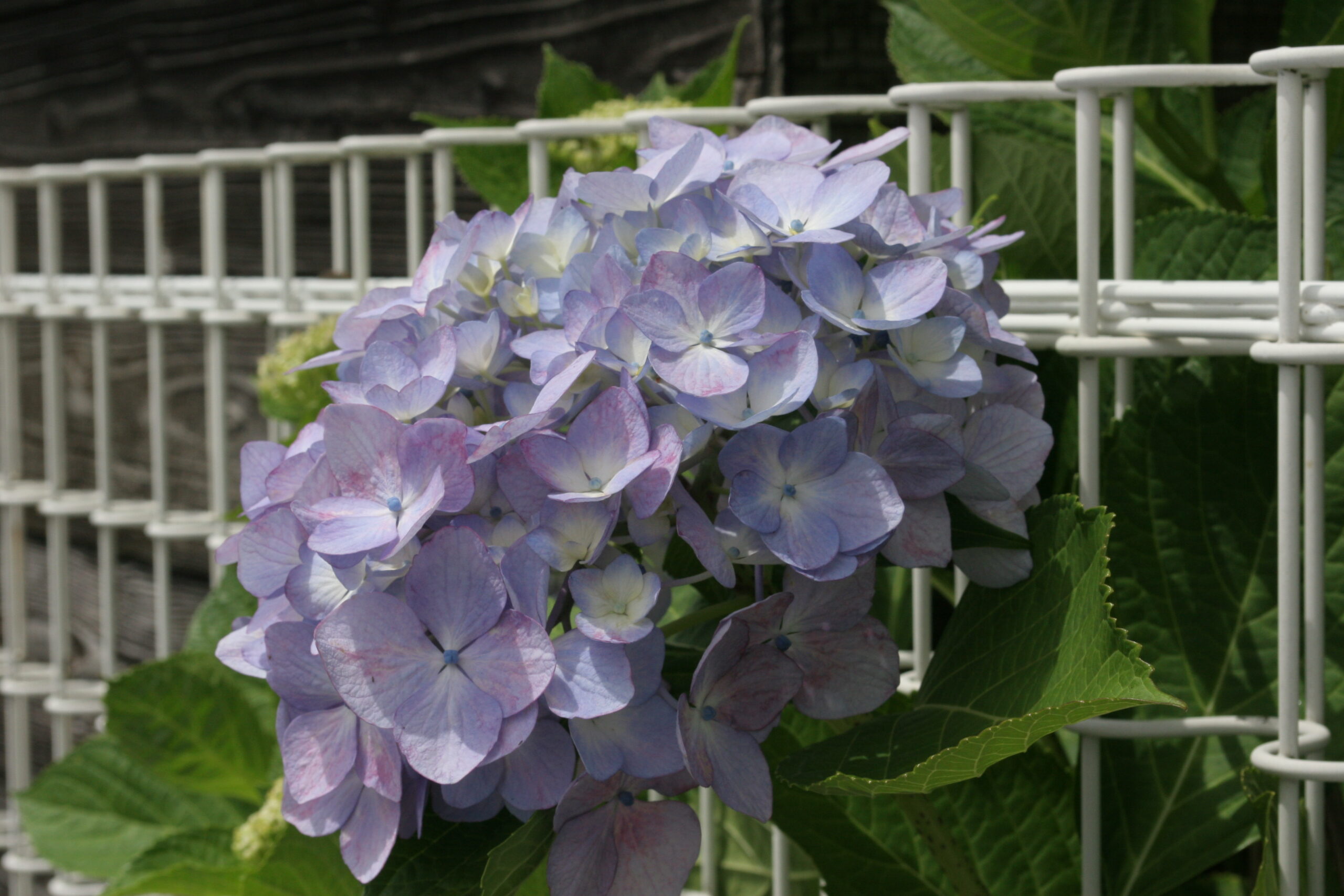 紫陽花　2026年6月9日撮影
