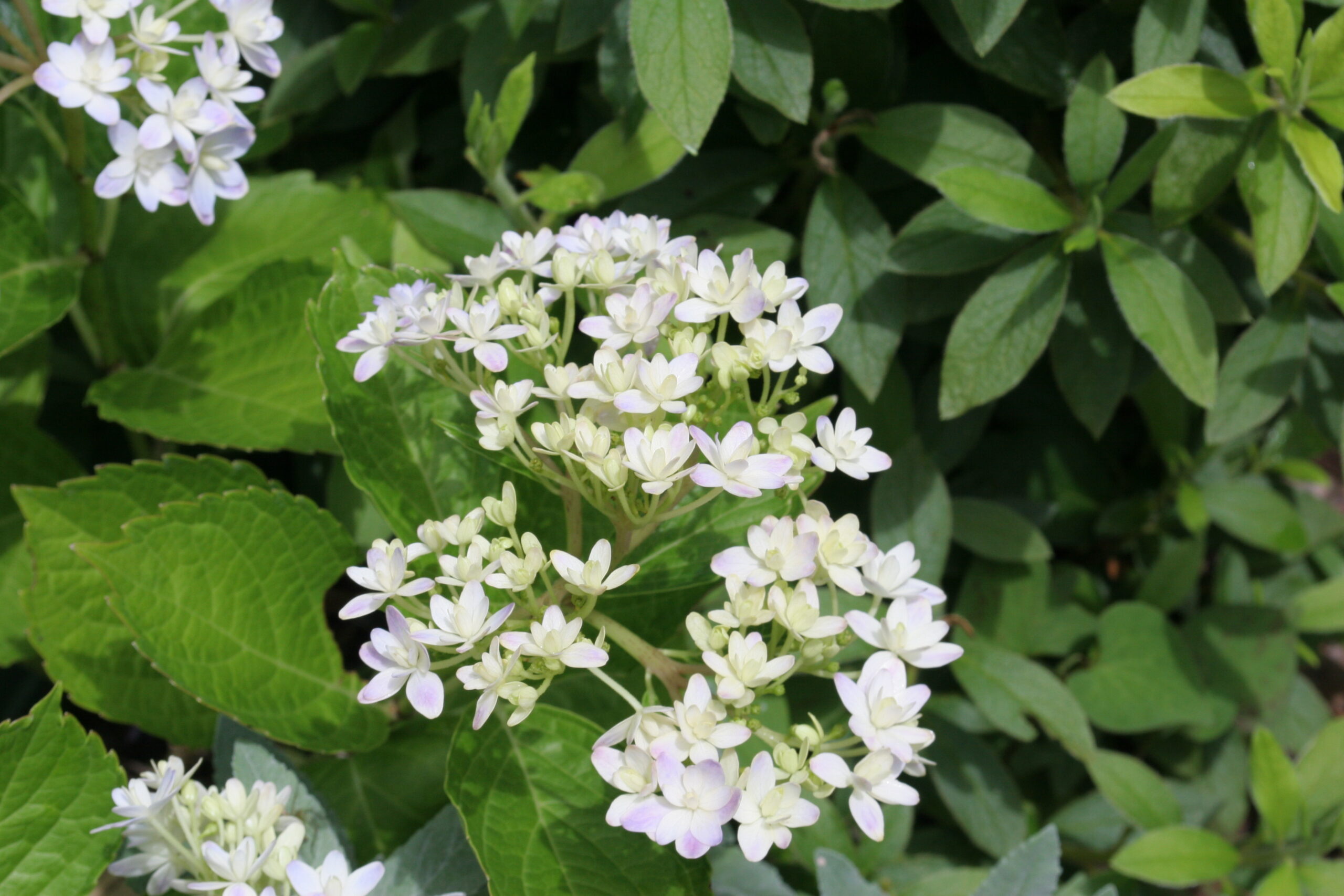 紫陽花　2026年6月9日撮影