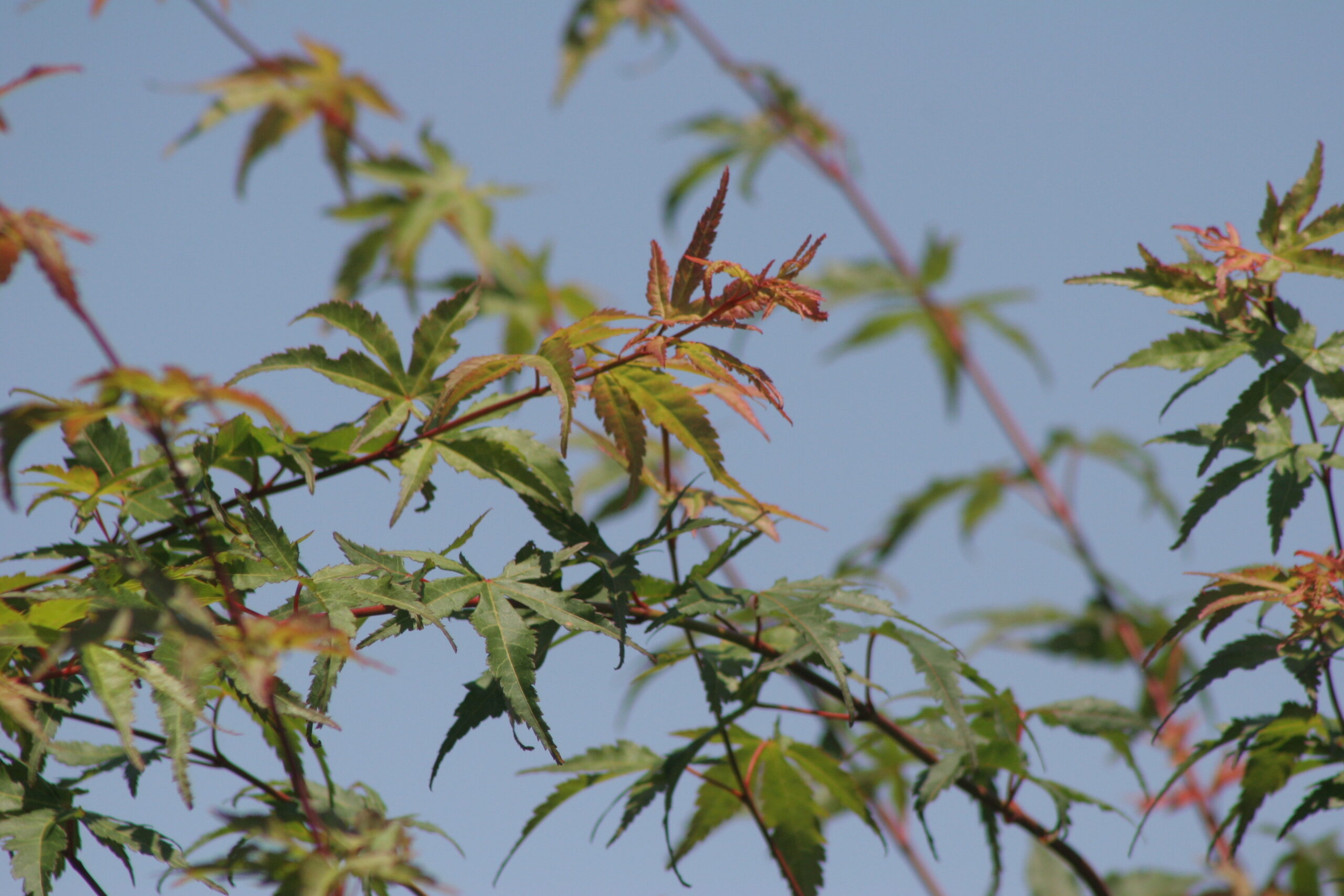 紅葉　2026年6月10日撮影